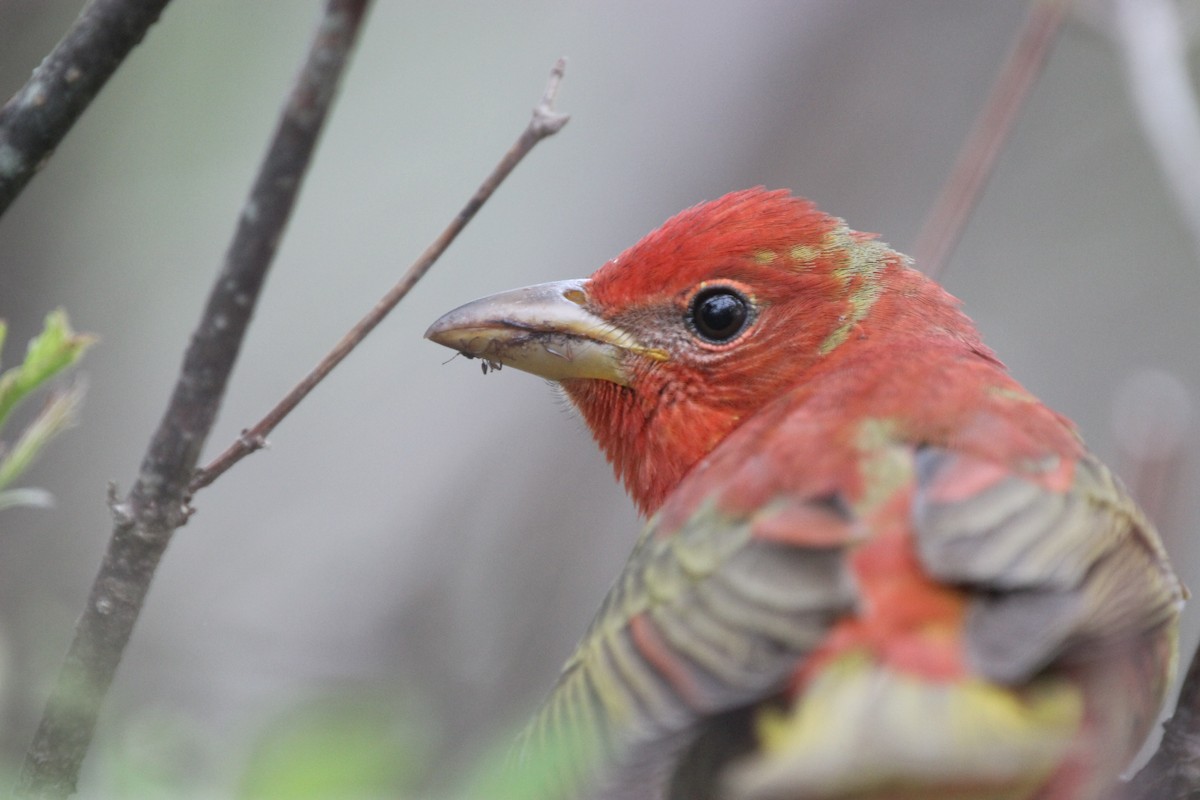 Summer Tanager - Dylan Pedro