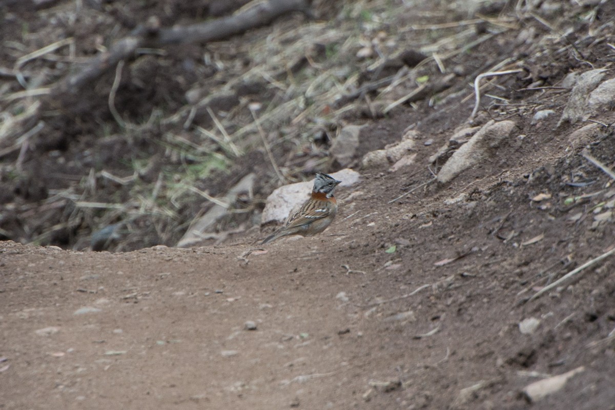 Rufous-collared Sparrow - ML57895211