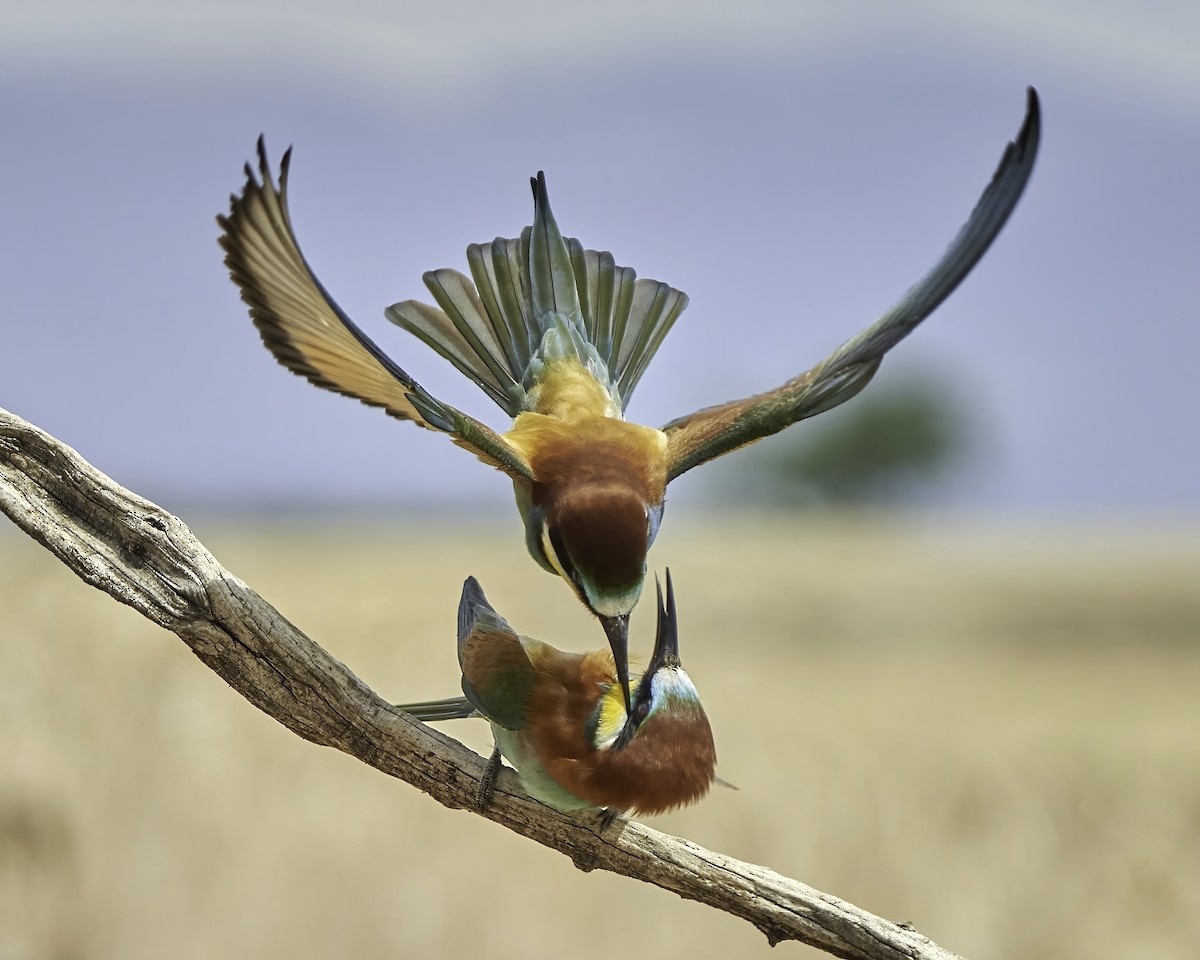 European Bee-eater - ML578955341