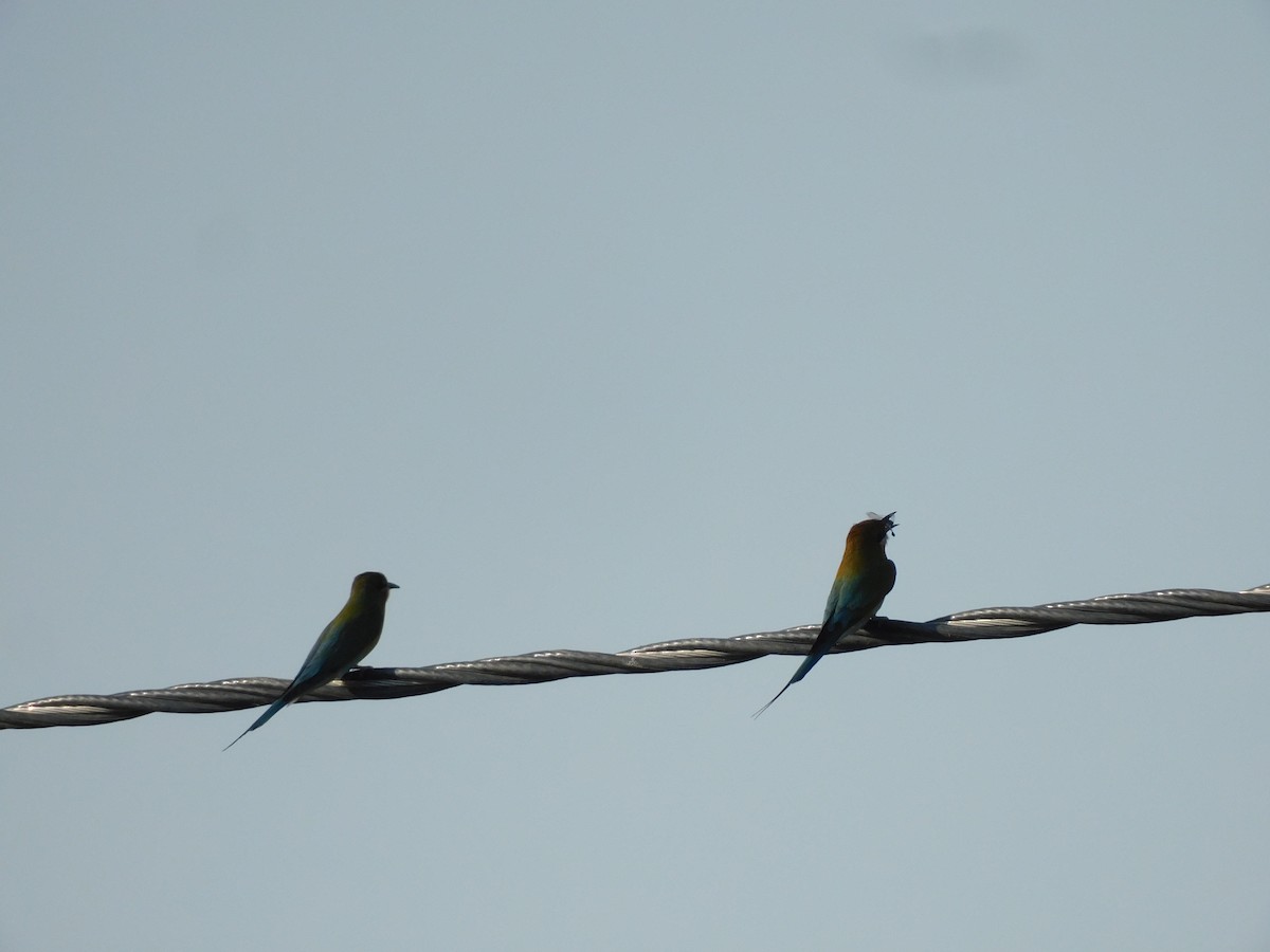 Blue-tailed Bee-eater - ML578955921