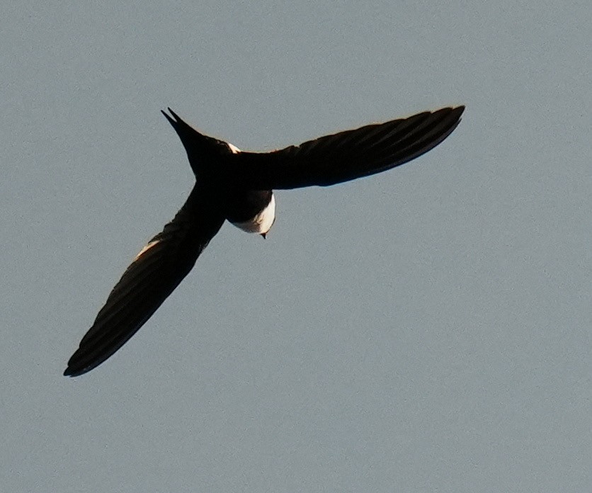 Lesser Swallow-tailed Swift - ML578957291