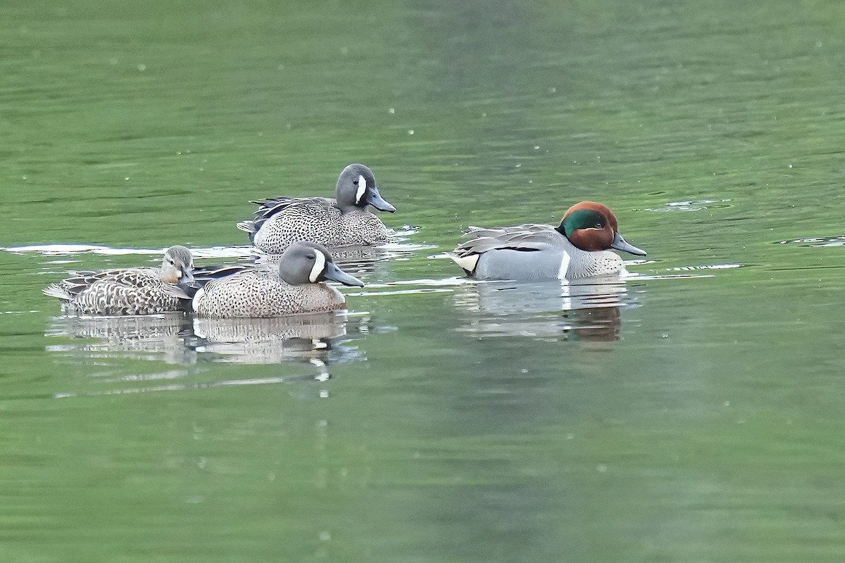 Green-winged Teal - ML578957311