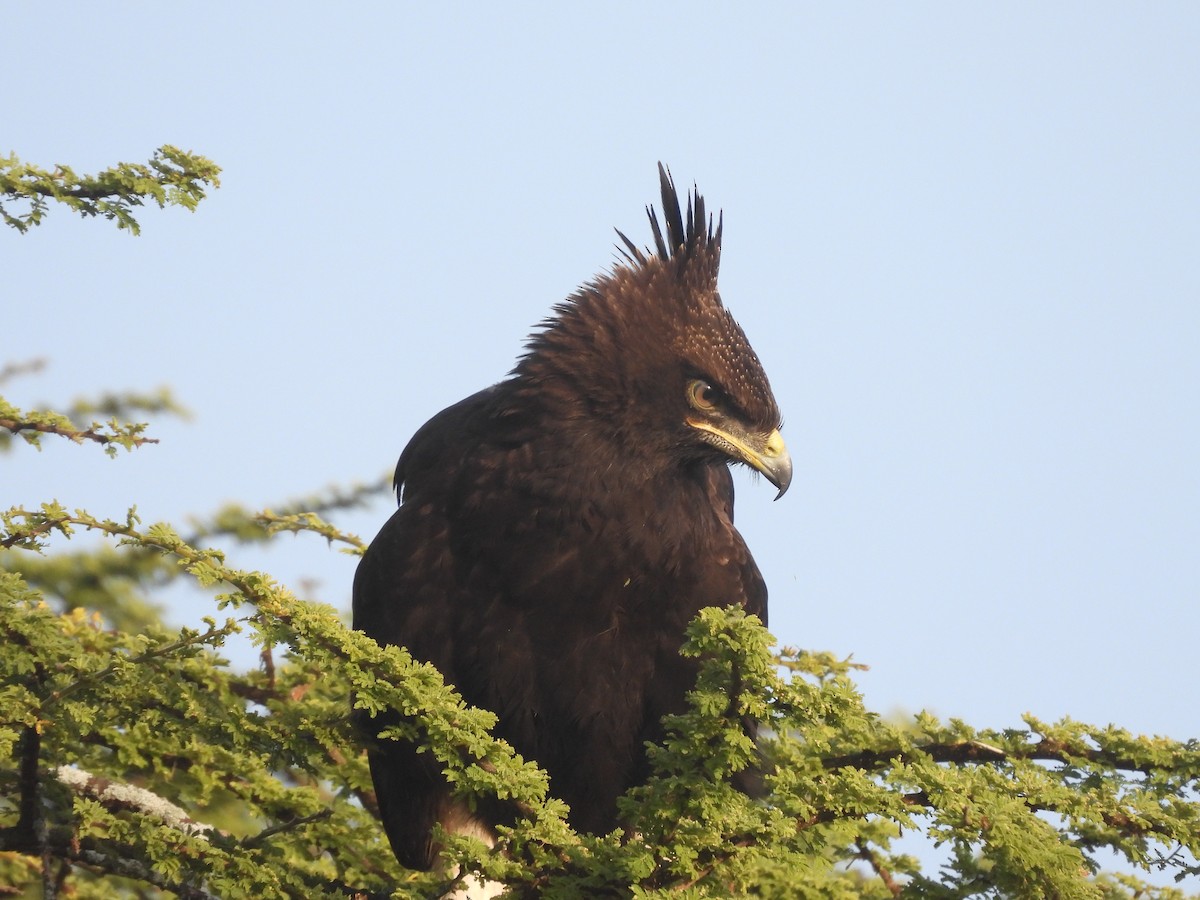 Long-crested Eagle - ML578959751