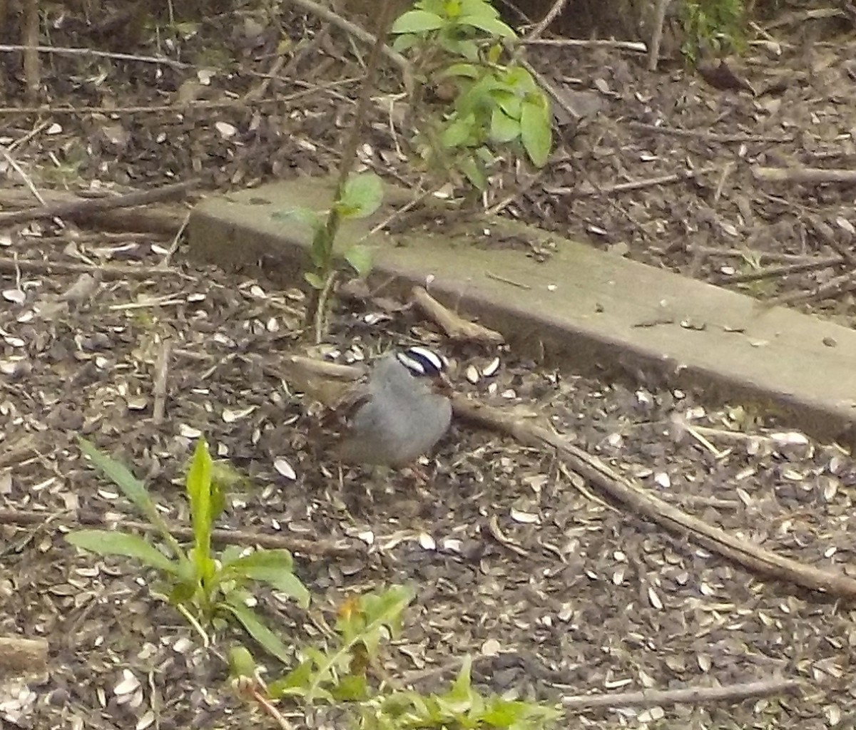 White-crowned Sparrow - ML57896301