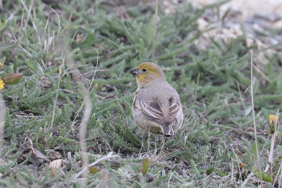 Patagonian Yellow-Finch - Stephen Gast