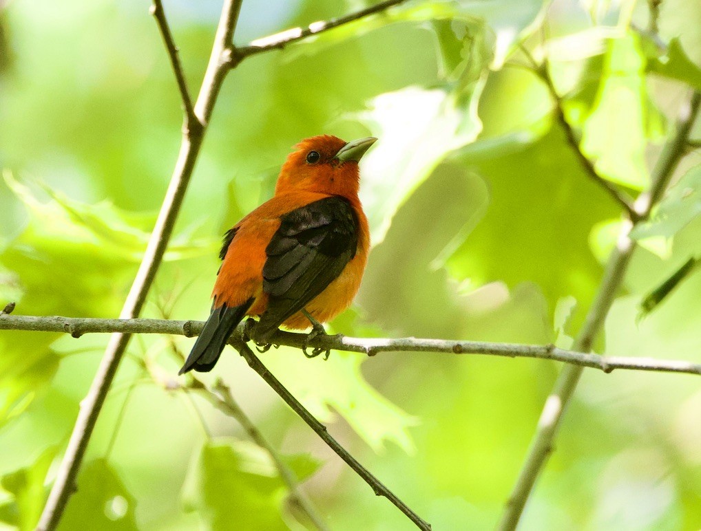 Scarlet Tanager - ML578967231