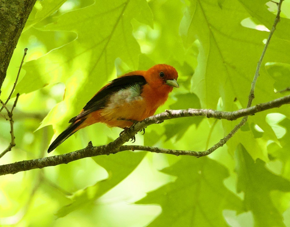Scarlet Tanager - ML578967351