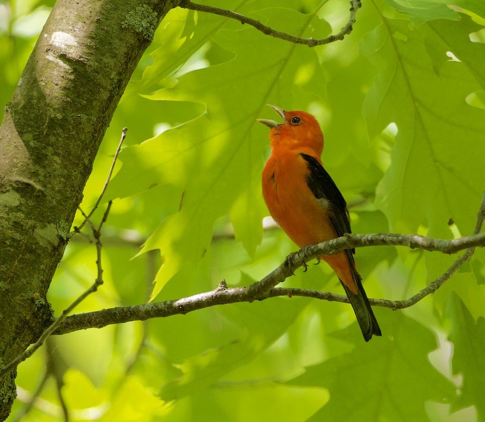 Scarlet Tanager - ML578967481