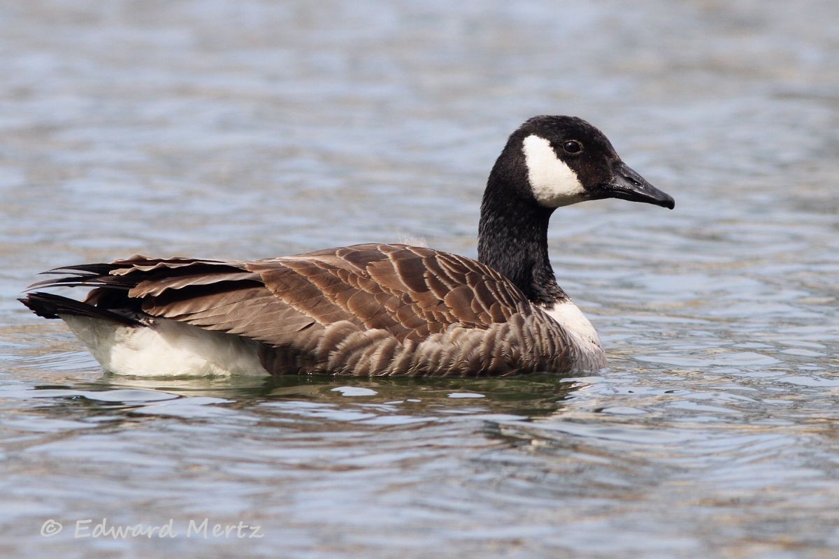 Canada Goose - Edward Mertz