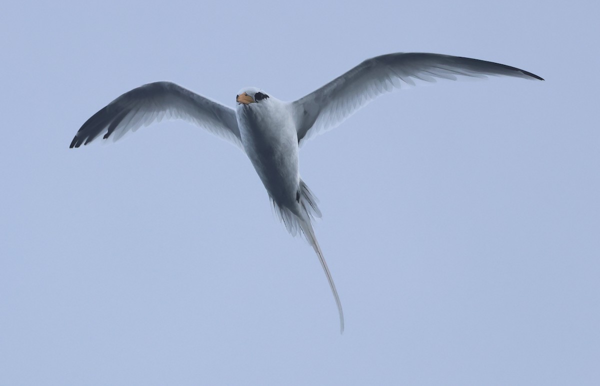 White-tailed Tropicbird (Atlantic) - ML578967851