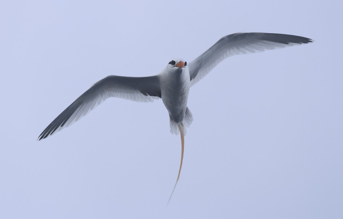 Weißschwanz-Tropikvogel (catesbyi) - ML578967871