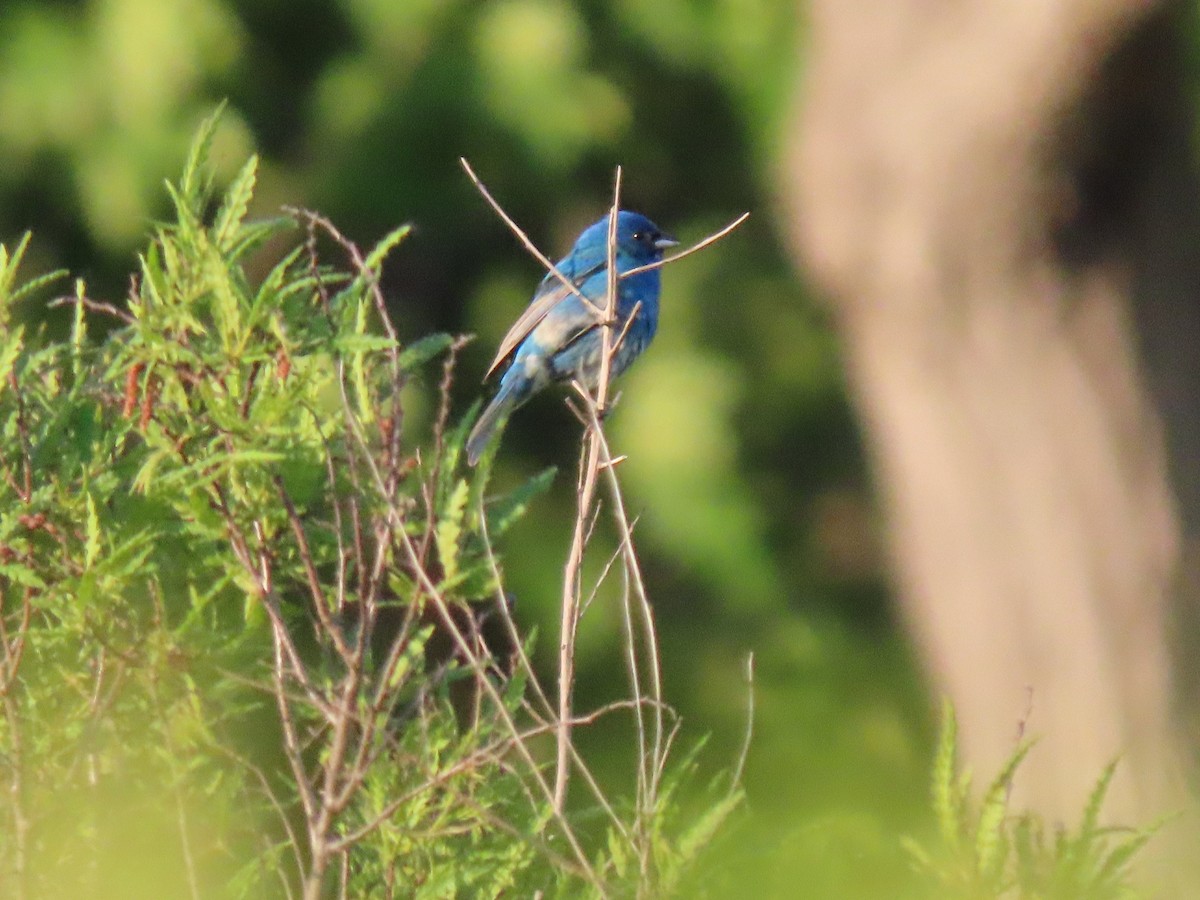 Indigo Bunting - ML578969351