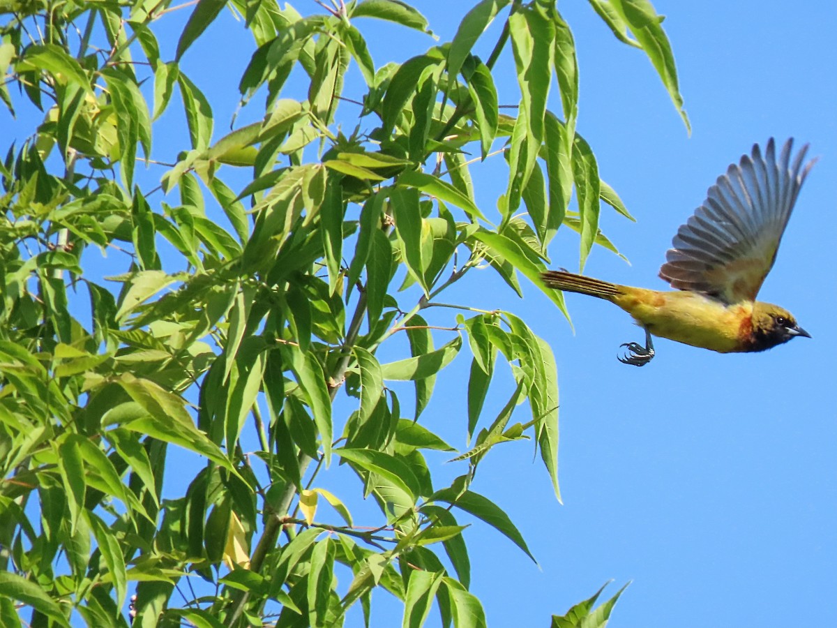 Orchard Oriole - ML578969571