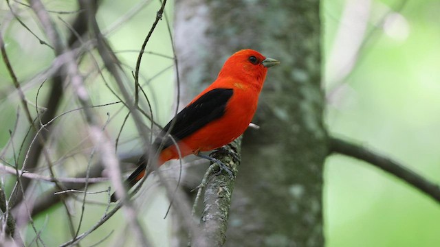 Scarlet Tanager - ML578970111