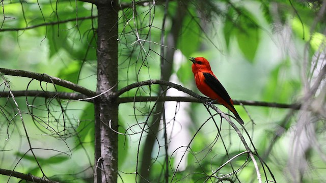 Scarlet Tanager - ML578970571