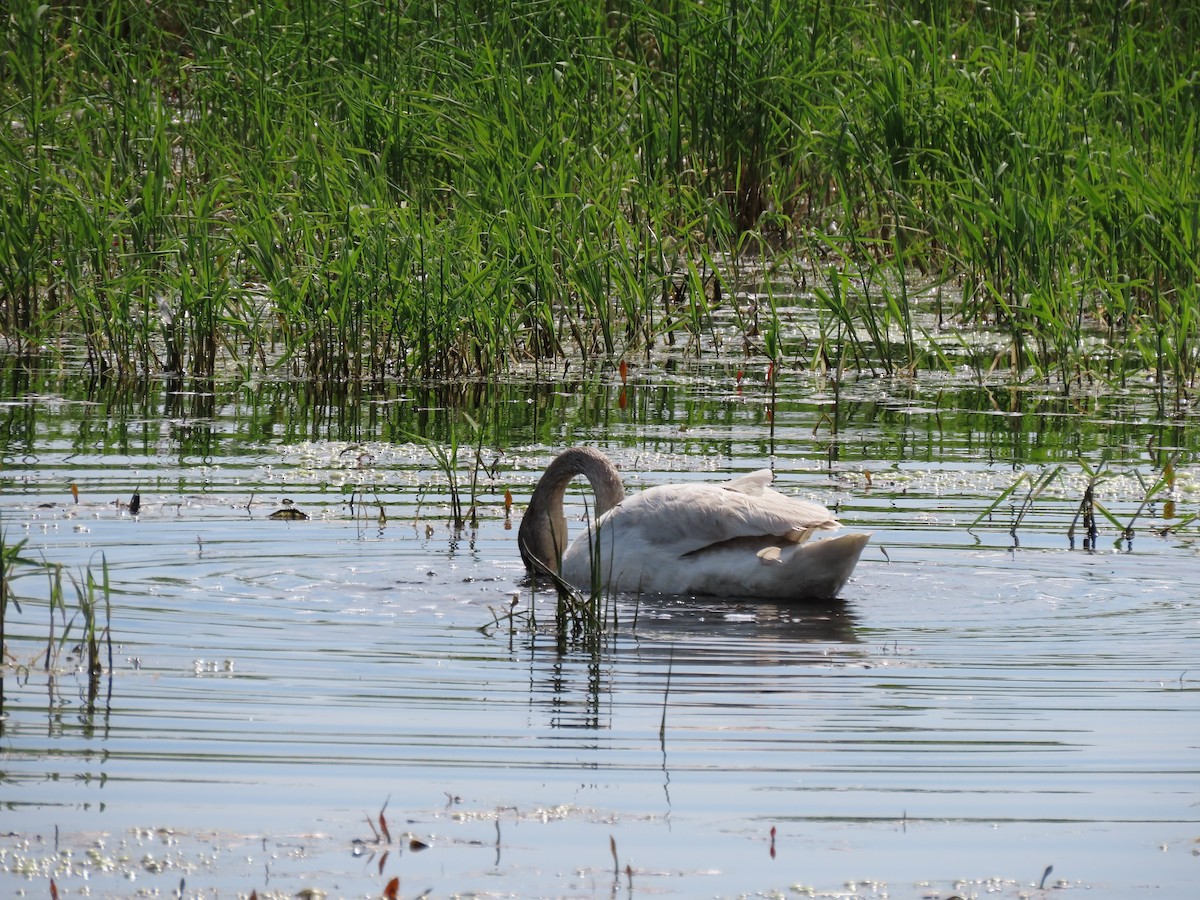 Trumpeter Swan - ML578971201