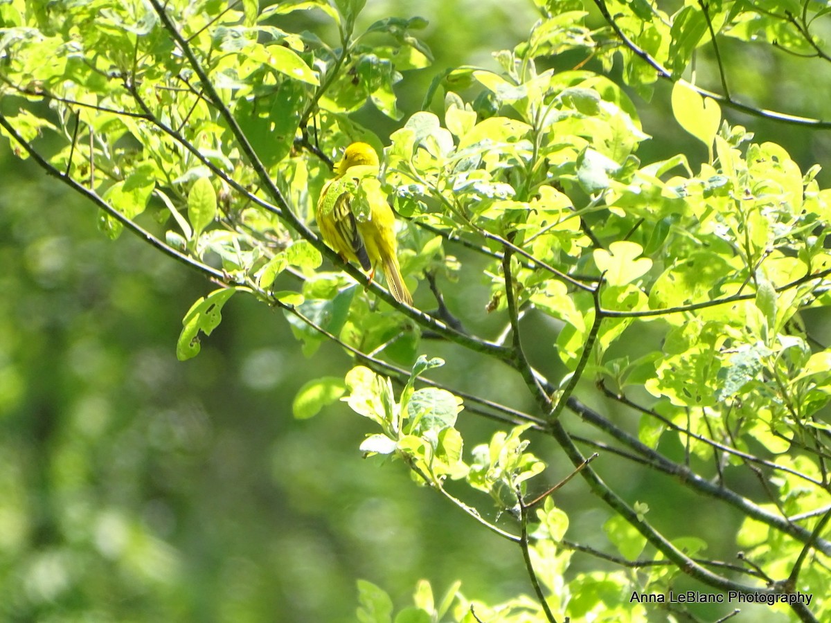 Yellow Warbler - ML578977411