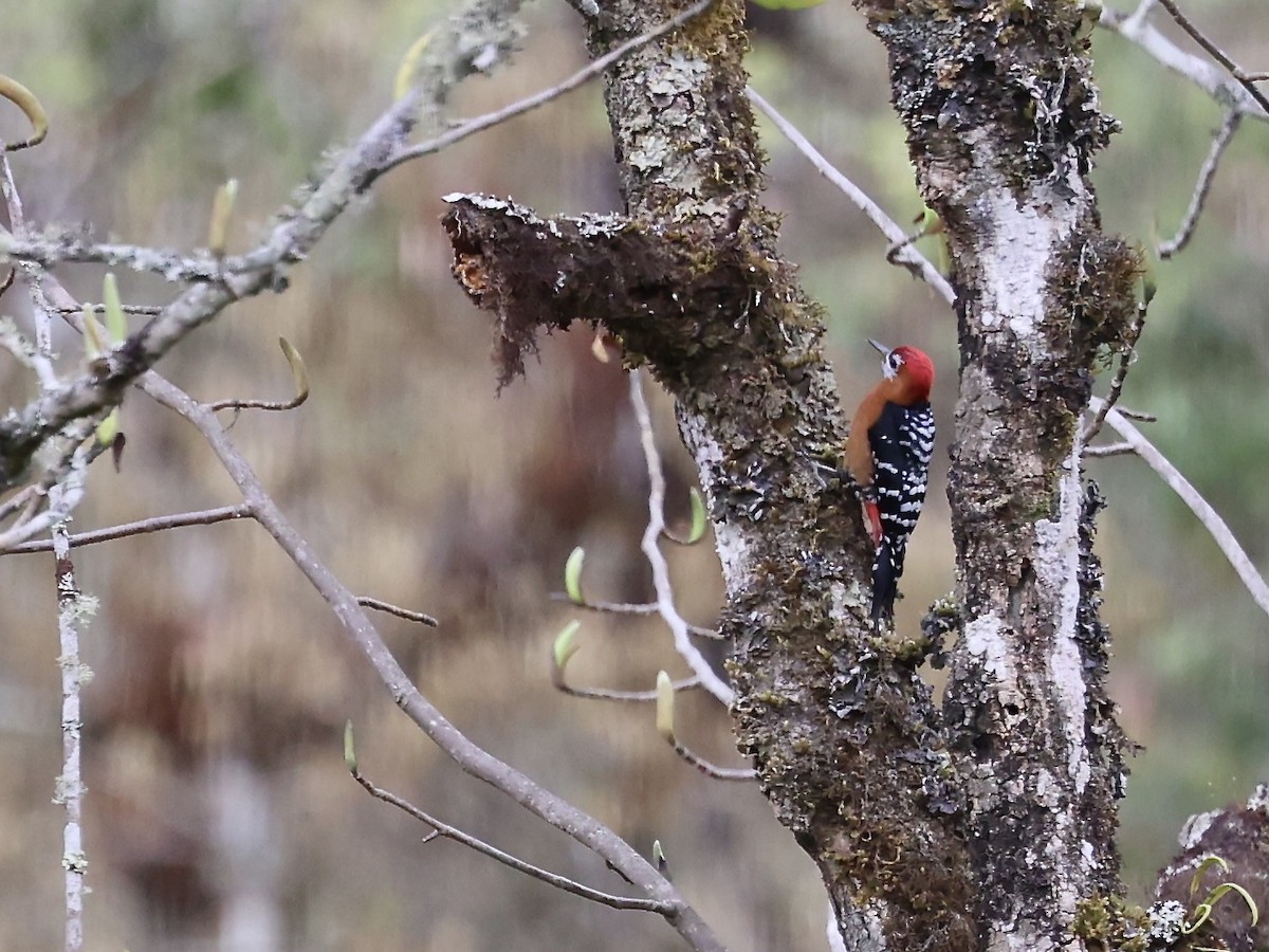 Rufous-bellied Woodpecker - ML578977791