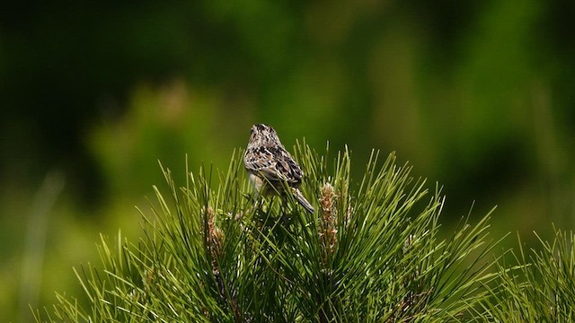 Grasshopper Sparrow - ML578978221