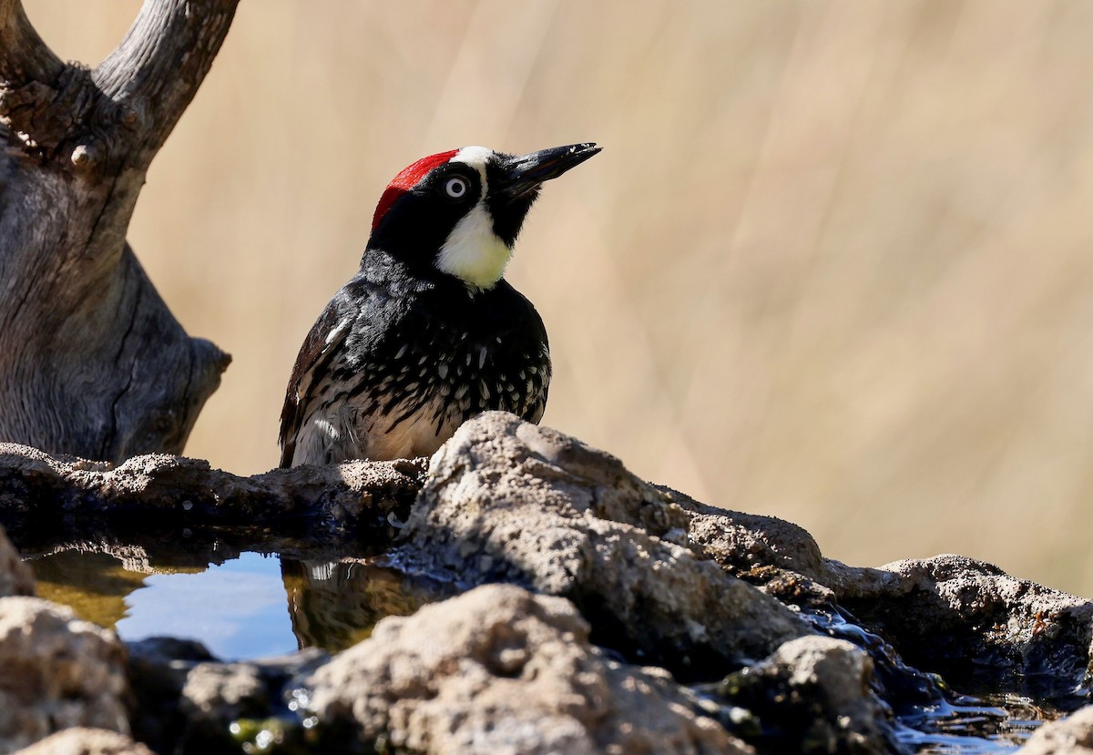 Acorn Woodpecker - ML578979721