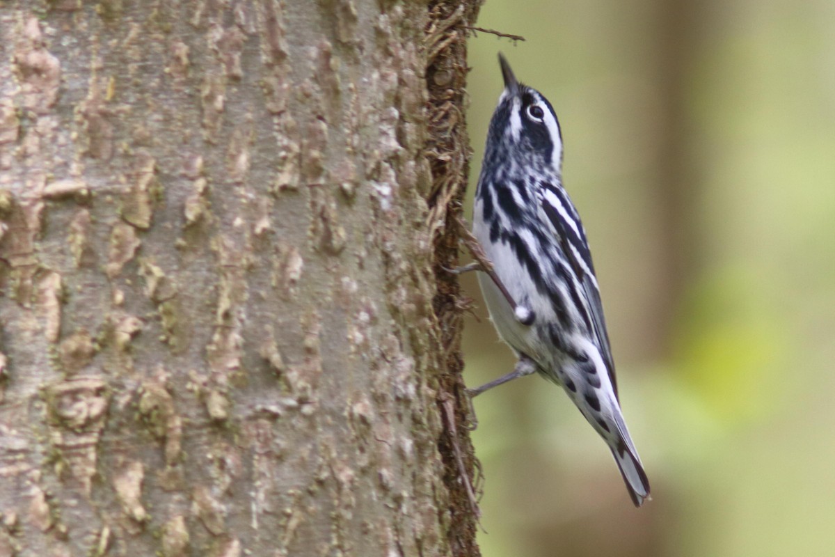 Black-and-white Warbler - ML578980881