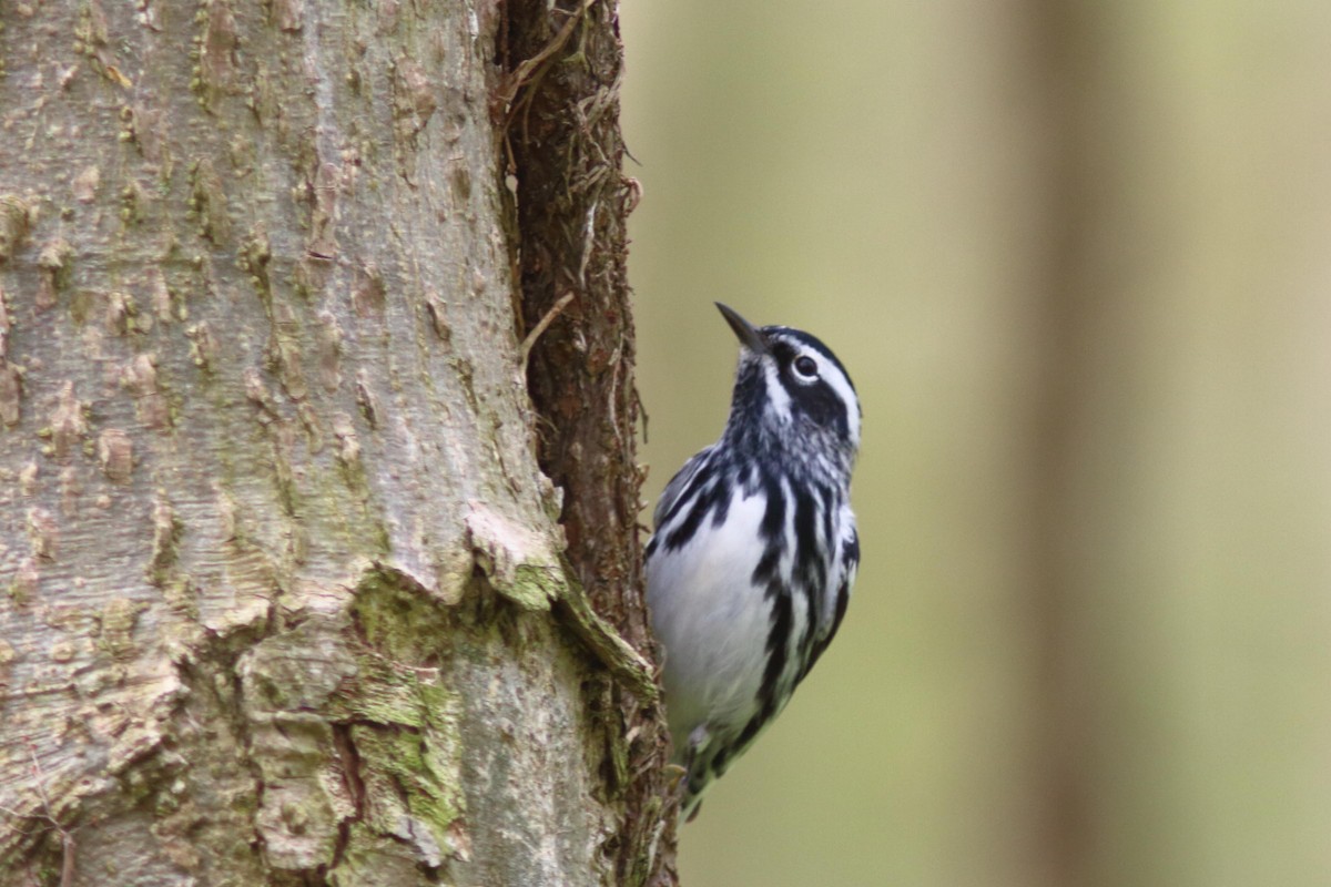 Black-and-white Warbler - ML578980981
