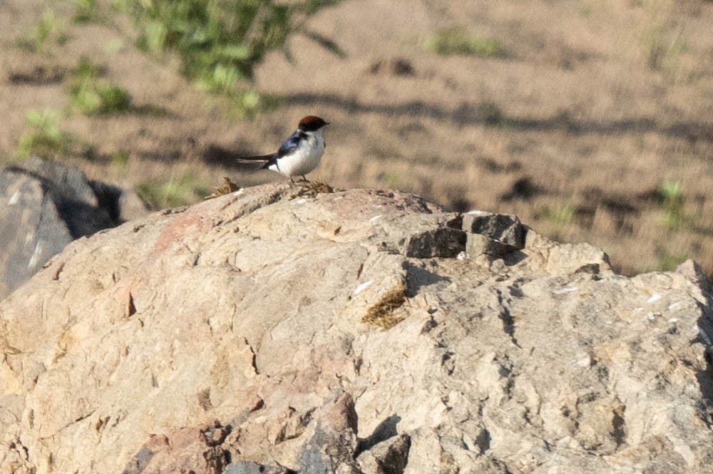 Wire-tailed Swallow - ML578981171