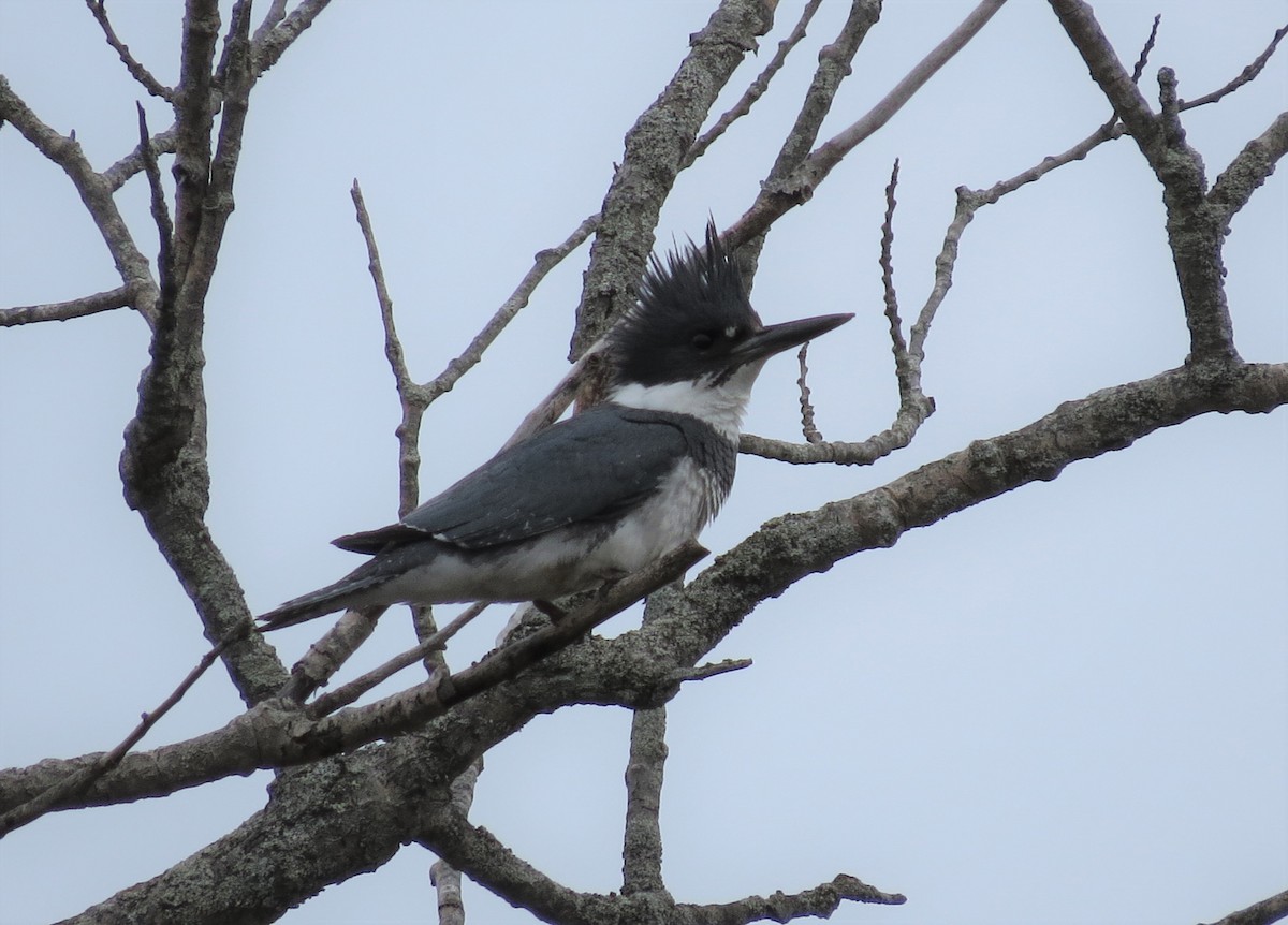 Belted Kingfisher - Timothy Fennell