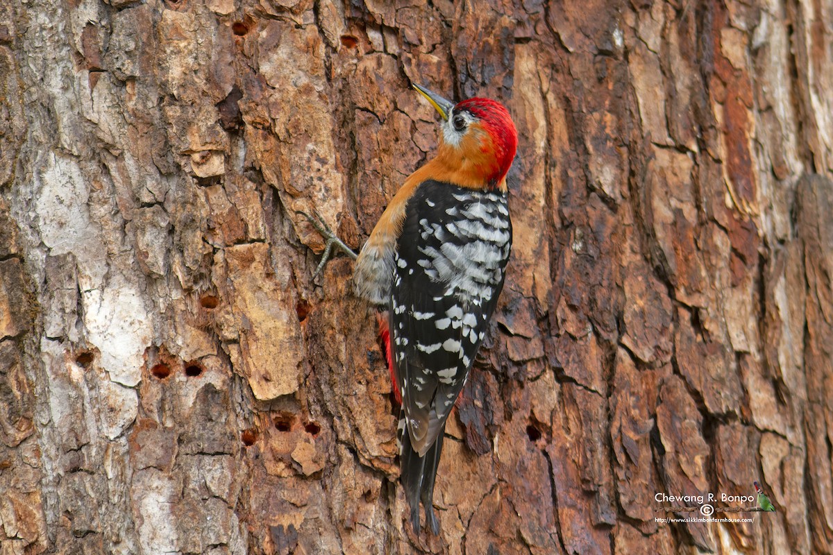 Rufous-bellied Woodpecker - ML578985351