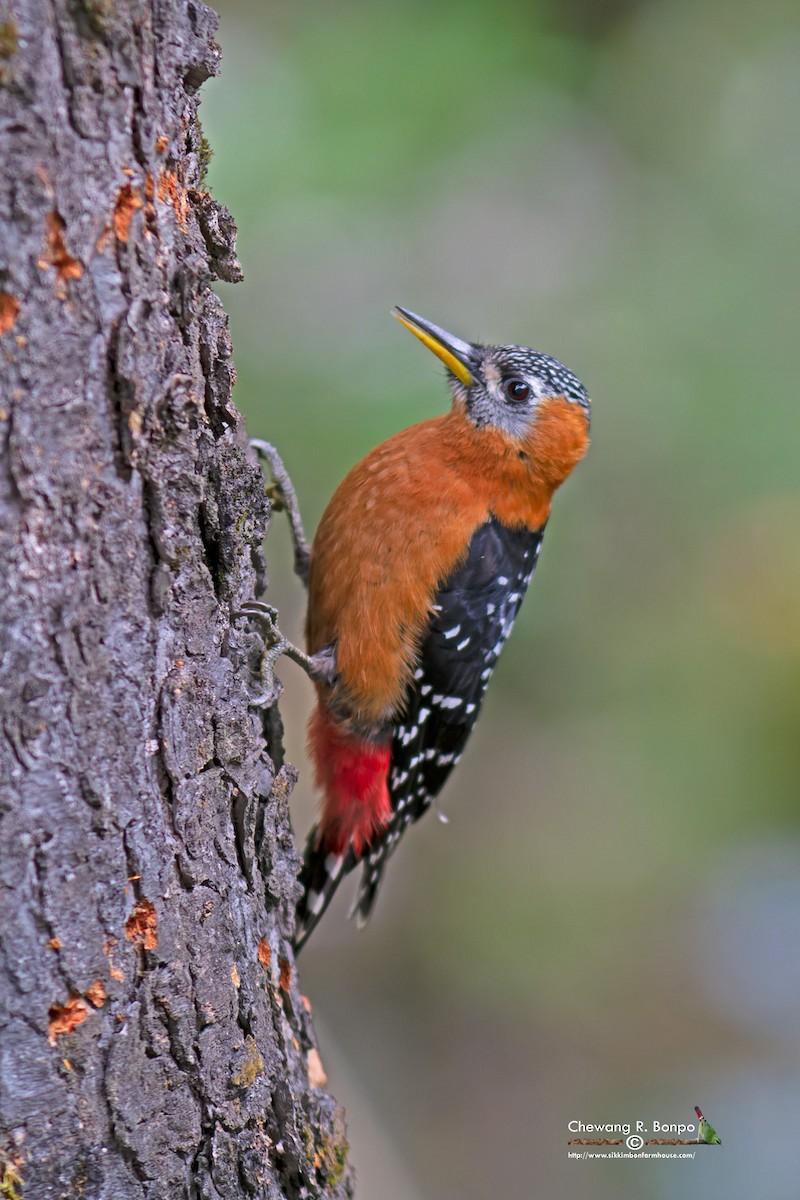 Rufous-bellied Woodpecker - Chewang Bonpo