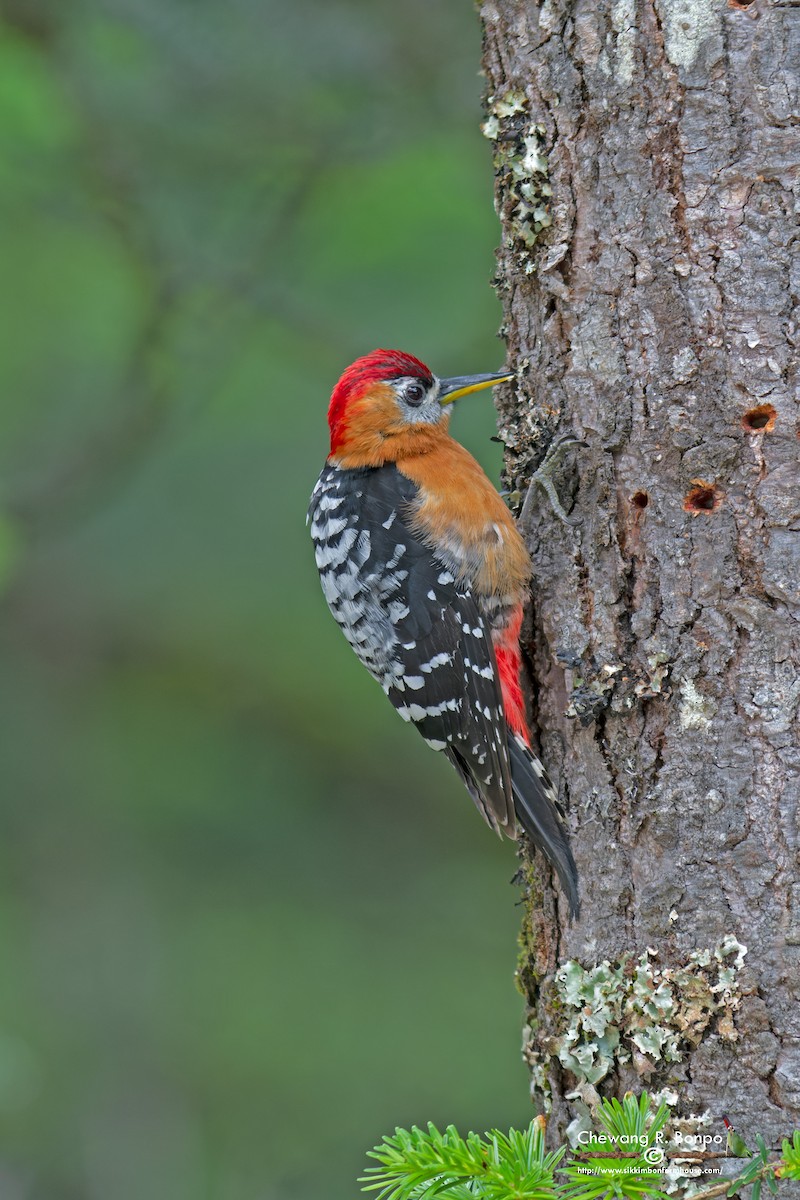 Rufous-bellied Woodpecker - ML578985371