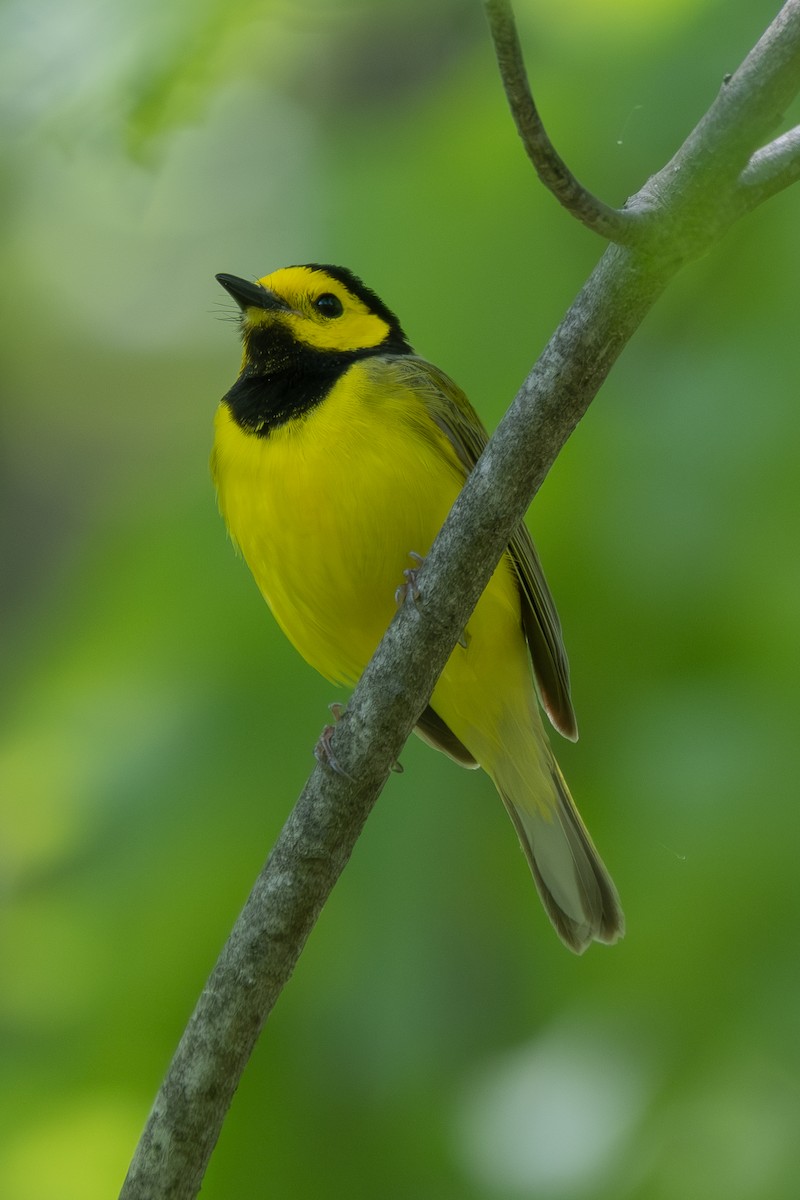 Hooded Warbler - ML578987771