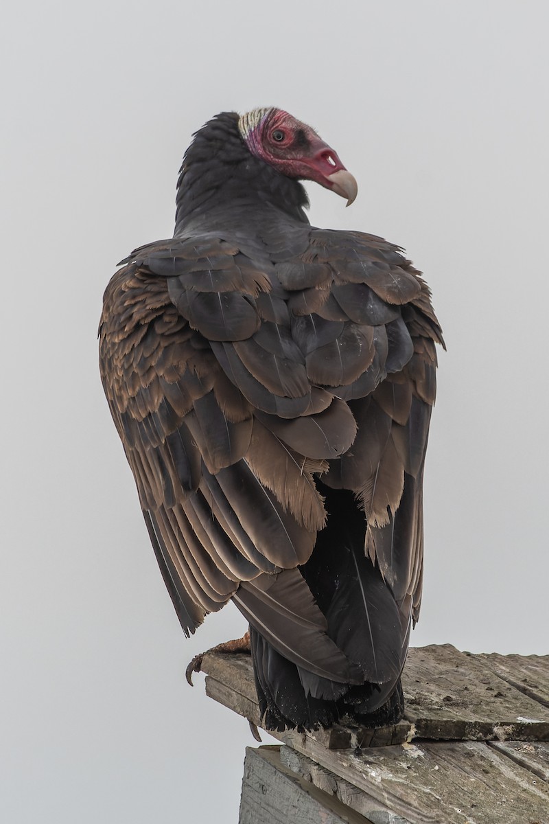 Turkey Vulture (Tropical) - ML578989991