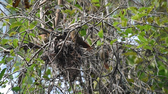 Rusty-backed Spinetail - ML578993021