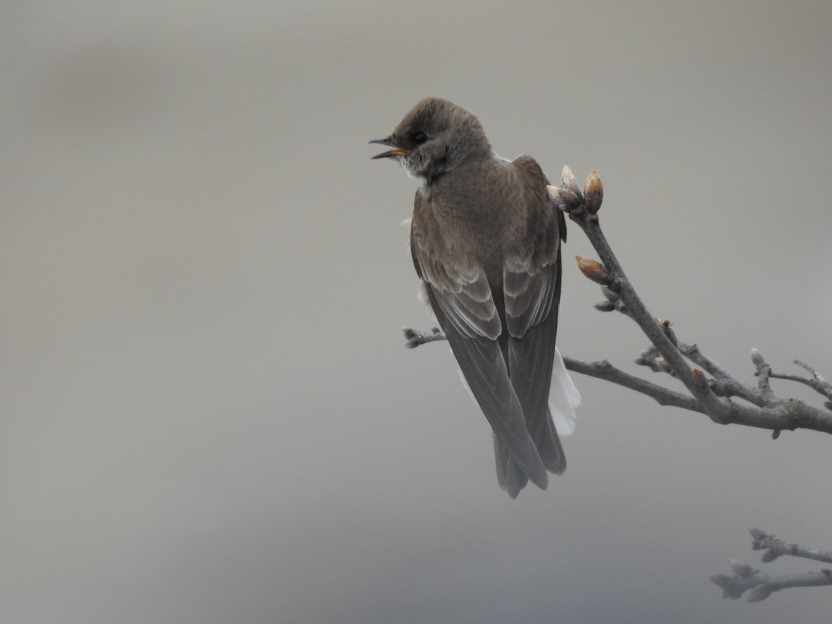 Northern Rough-winged Swallow - Sue Finnegan