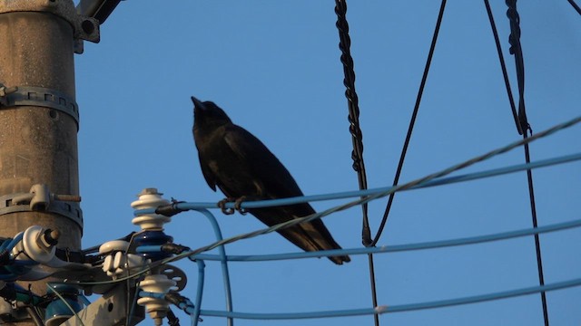 Large-billed Crow (Large-billed) - ML578994741