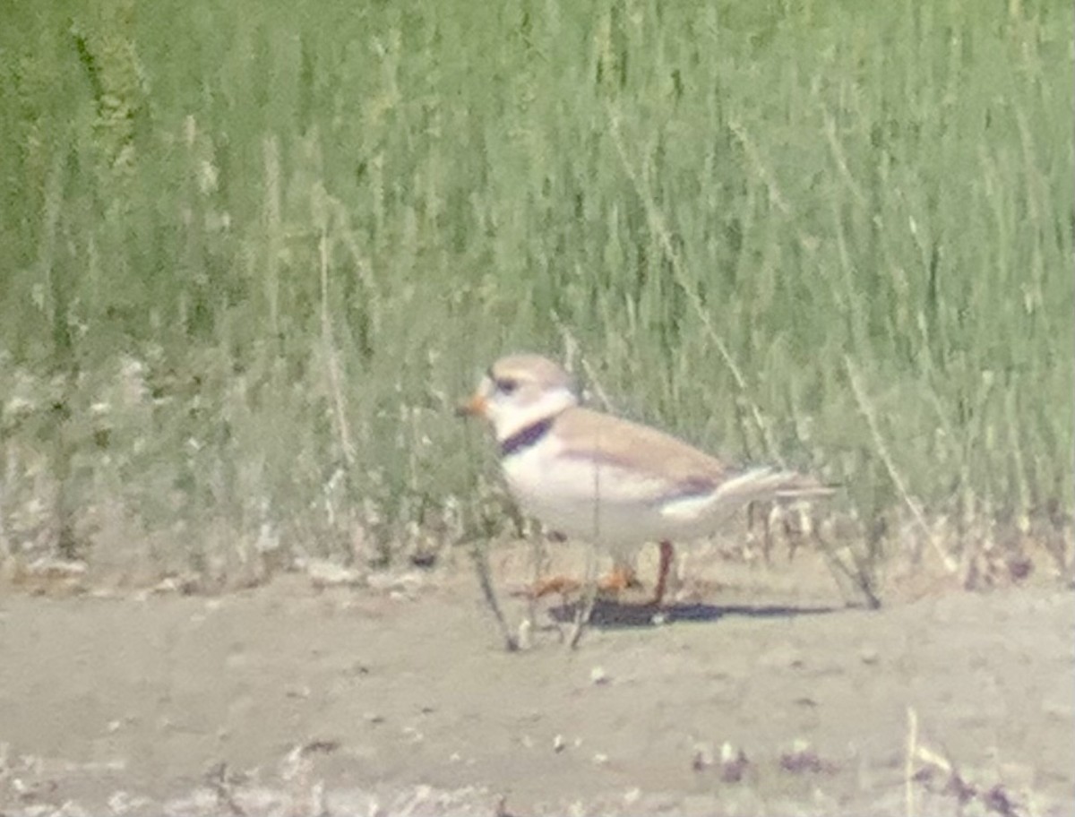Piping Plover - ML578995831
