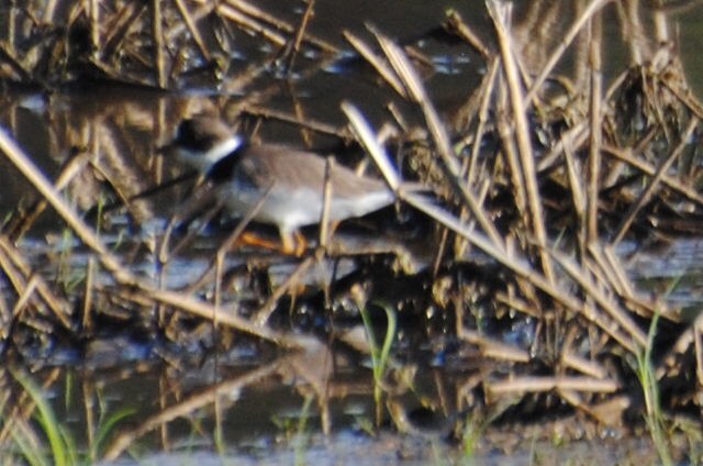 Semipalmated Plover - ML578996251