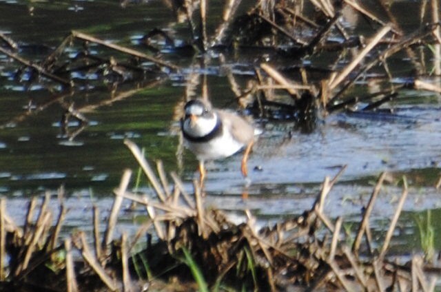 Semipalmated Plover - ML578996261