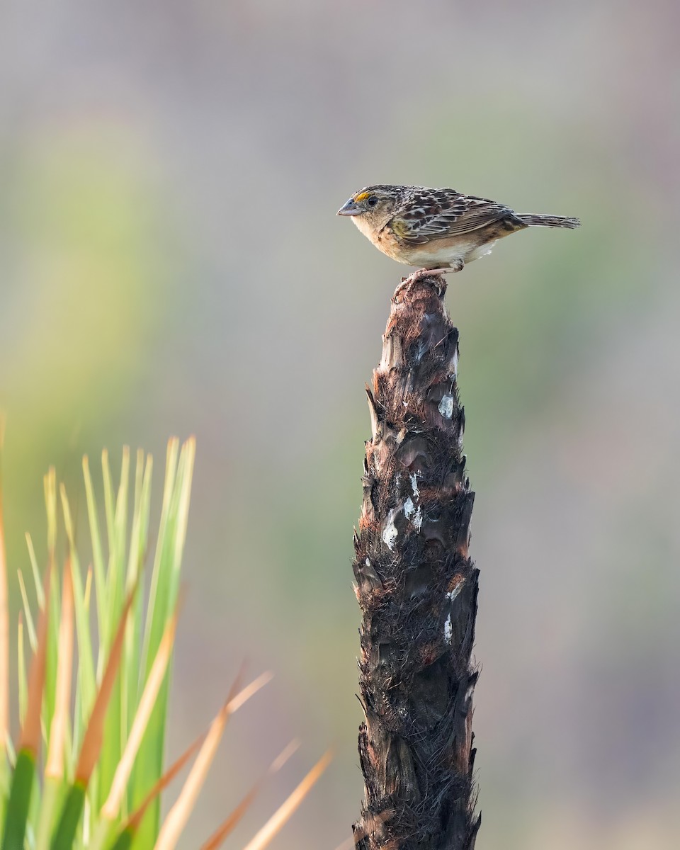 Grasshopper Sparrow - Hernan Riverol