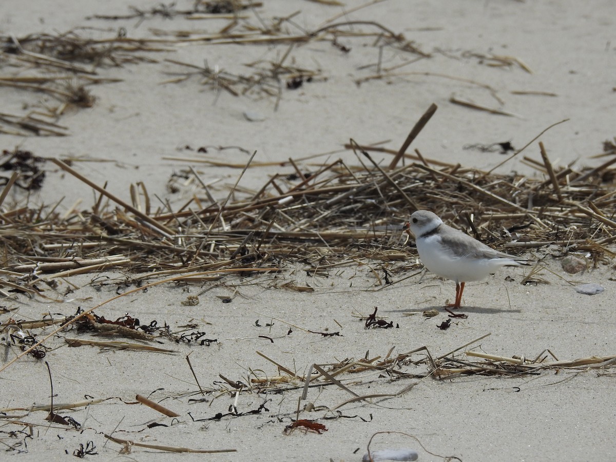 Piping Plover - ML57900061