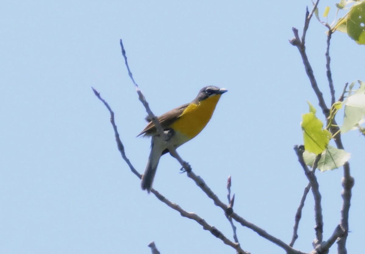Yellow-breasted Chat - ML579002201