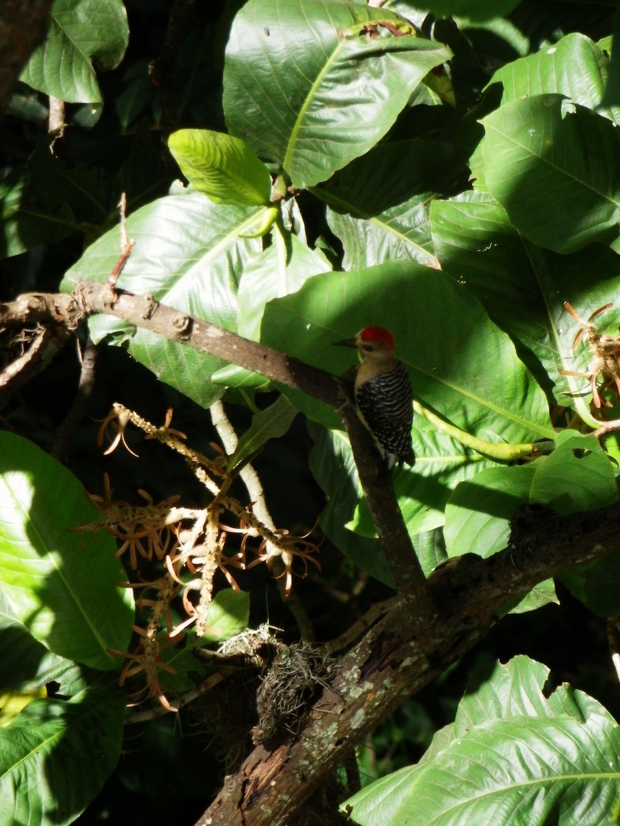Red-crowned Woodpecker - ML57900241