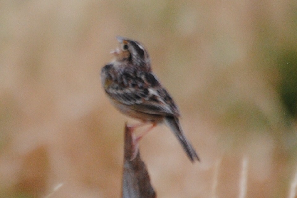Grasshopper Sparrow - ML579003731