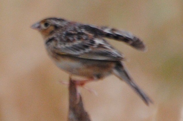 Grasshopper Sparrow - ML579003751