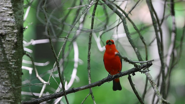 Scarlet Tanager - ML579008241