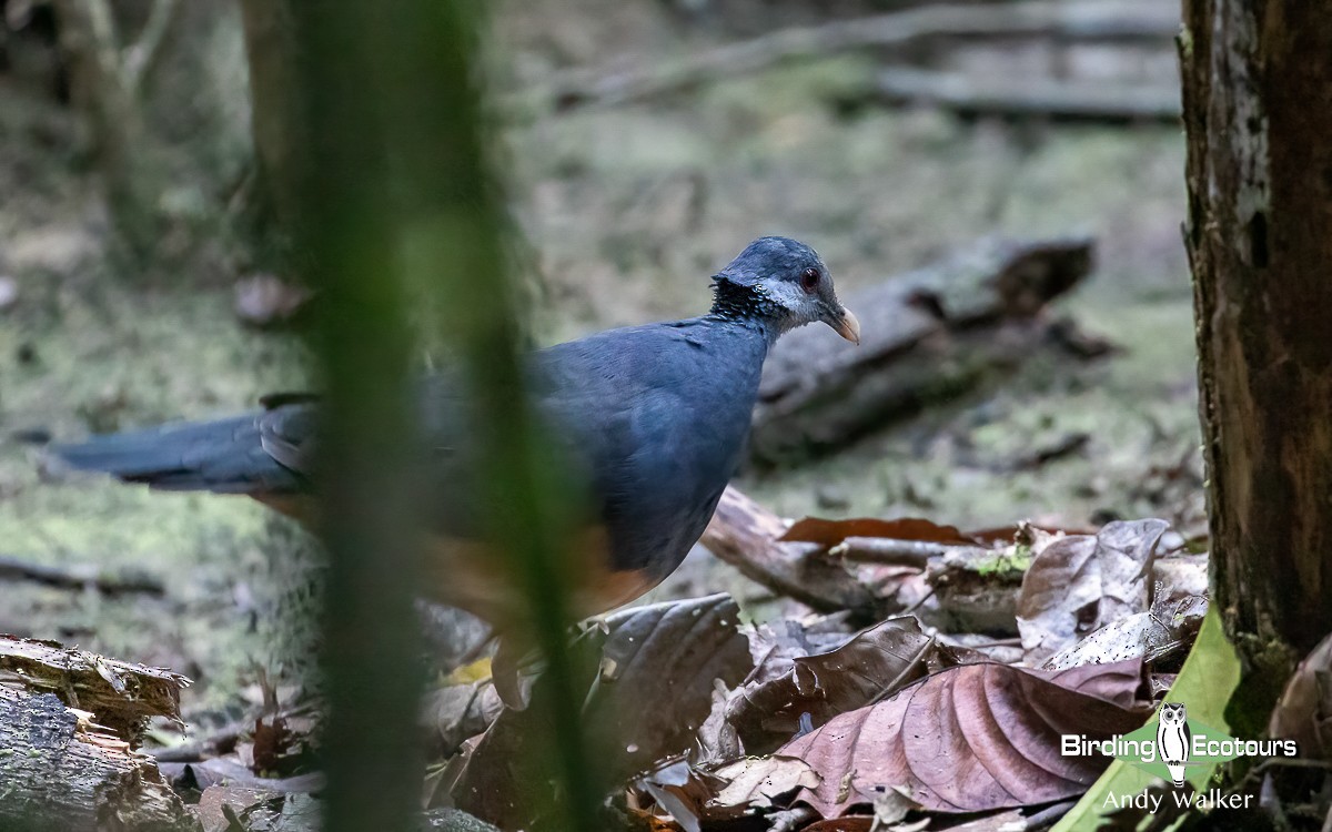 Thick-billed Ground-Pigeon - ML579010471
