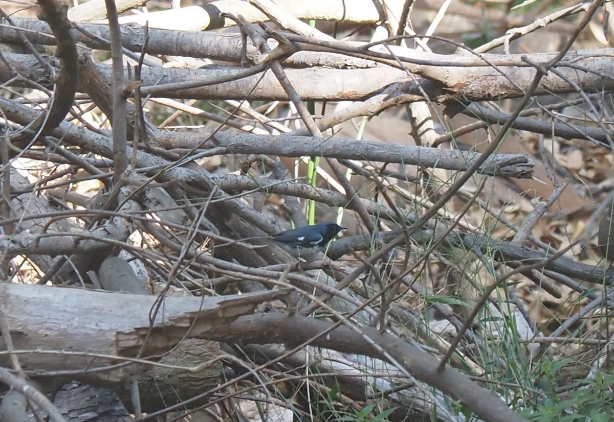 Black-throated Blue Warbler - ML579011791