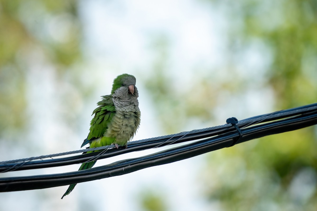 eBird Checklist - 29 May 2023 - Chicago Monk Parakeet Colonies - 1 species