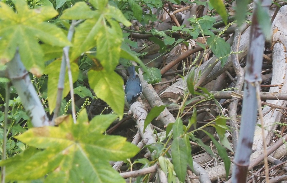 Black-throated Blue Warbler - ML579012831